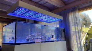 What PAR Do You Need From Reef LED Light: Best Expert Guide