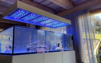 What PAR Do You Need From Reef LED Light: Best Expert Guide
