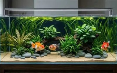 Planted Tank PAR Guide: Numbers, Depth and Real Readings