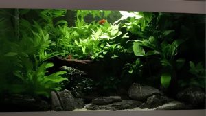 Low Light Aquarium Plants: Species, Care and Placement Tips