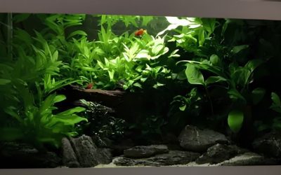 Low Light Aquarium Plants: Species, Care and Placement Tips