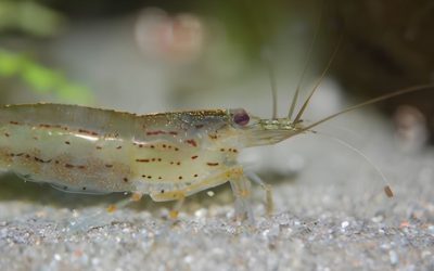 Amano Shrimp Care Guide: Size, Parameters and Algae Work