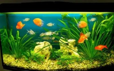 What Size Aquarium Overflow Box Do You Need? Easy Guide