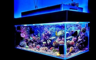 What Size Aquarium Sump Do You Need: Expert Sizing Guide