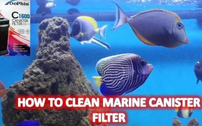 What Size Canister Filter Do You Need: Best Expert Guide