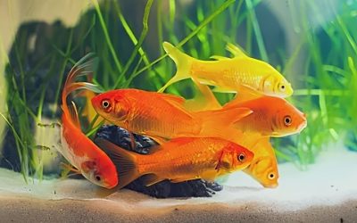 Goldfish Water Temperature: How It Works and What to Watch