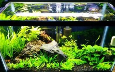 Best 10 Gallon Aquarium Kit: Options Compared by Numbers