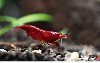 Cherry Shrimp Care Guide: Parameters, Molting and Colour