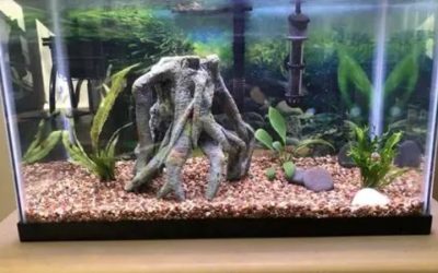 10 Gallon Fish Tank Setup Guide: How It Works and Limits