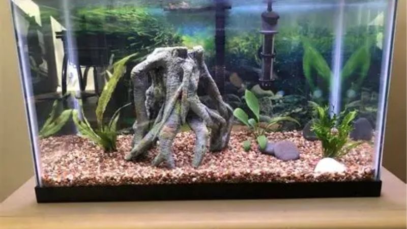 What This 10 Gallon Fish Tank Setup Guide Is Built On