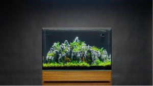 What to Look for in a Rimless Aquarium: Best Expert Guide