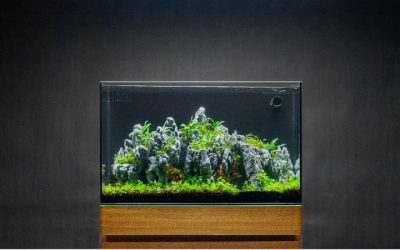 What to Look for in a Rimless Aquarium: Best Expert Guide