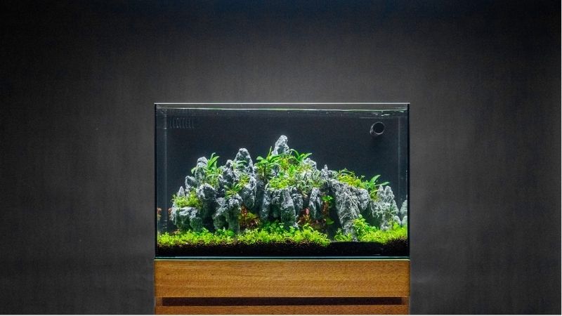 what to look for in a rimless aquarium