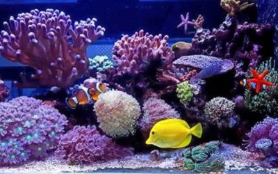 What to Look for in an All in One Saltwater Tank: A Guide