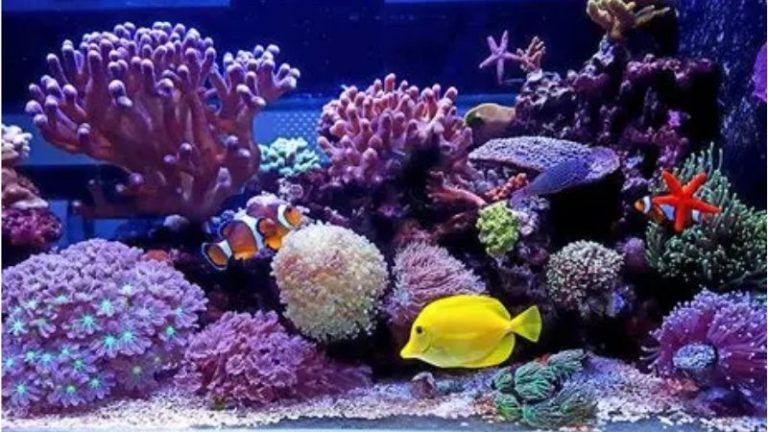 what to look for in an all in one saltwater tank