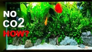 Aquarium Plants Without CO2: What Grows and What Will Fail