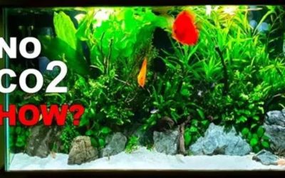 Aquarium Plants Without CO2: What Grows and What Will Fail