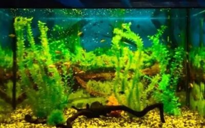 Signs Aquarium Is Cycled: The Test That Actually Proves It