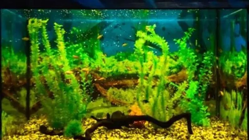 Which Signs Aquarium Is Cycled Actually Mean Anything