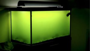 Why Is My Aquarium Water Green? Causes and How to Clear It