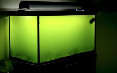 Why Is My Aquarium Water Green? Causes and How to Clear It