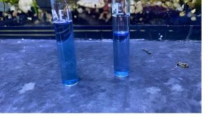 Nitrite Spike in New Aquarium: Why It Happens and What to Do