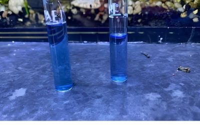 Nitrite Spike in New Aquarium: Why It Happens and What to Do