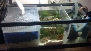 Refugium Setup for Beginners: Sizing, Light and Harvest