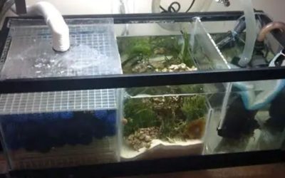 Refugium Setup for Beginners: Sizing, Light and Harvest