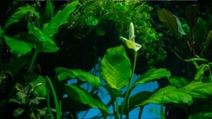 Anubias Care Guide: How It Grows and What to Watch Out For