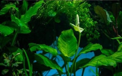 Anubias Care Guide: How It Grows and What to Watch Out For