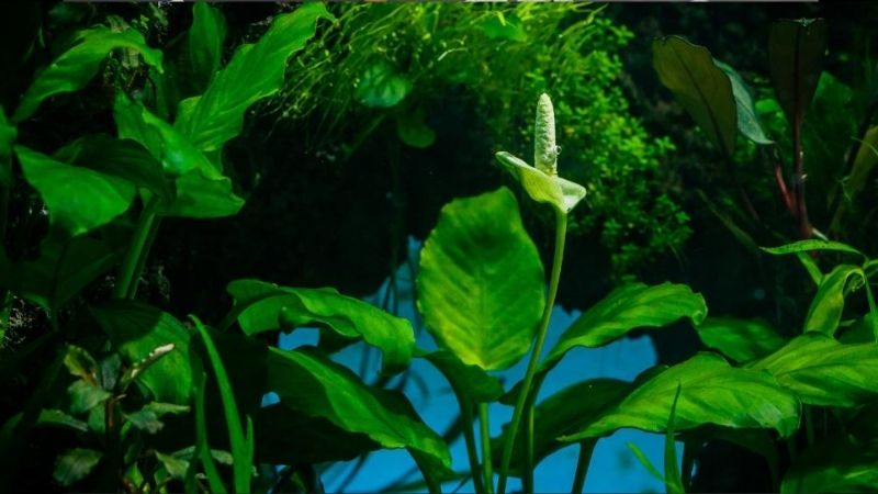 Why Anubias Survives Where Faster Plants Fail