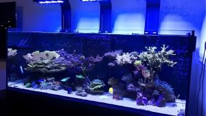 Reef Tank Auto Top Off System: Sizing and Failure Modes