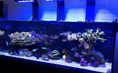 Reef Tank Auto Top Off System: Sizing and Failure Modes