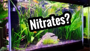 Safe Nitrite Level in Aquarium Water: Why It Has to Be 0