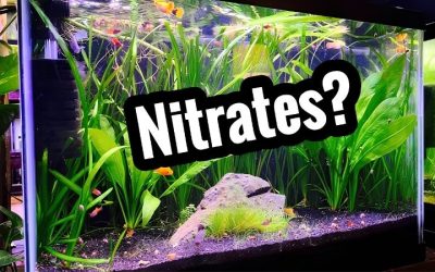 Safe Nitrite Level in Aquarium Water: Why It Has to Be 0