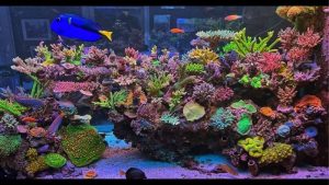 Nano Reef Tank Setup: How It Works and What to Watch For