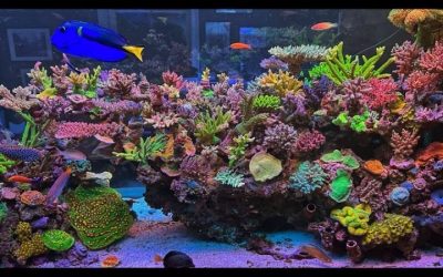 Nano Reef Tank Setup: How It Works and What to Watch For