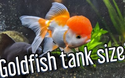 Goldfish Tank Size Guide: Real Minimum Gallons Explained