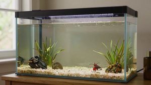 20 Gallon Long Aquarium Dimensions Size Guide With Measurements (2026)