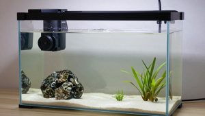 20 Gallon Long vs 20 Gallon High: Which Is Right for Your Home (2026)