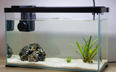 20 Gallon Long vs 20 Gallon High: Which Is Right for Your Home (2026)