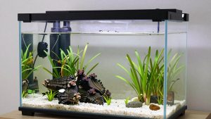 5 Gallon vs 10 Gallon Aquarium: Which Is Right for Your Home (2026)