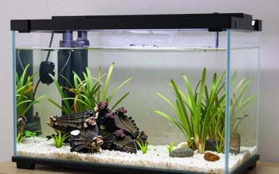 5 Gallon vs 10 Gallon Aquarium: Which Is Right for Your Home (2026)