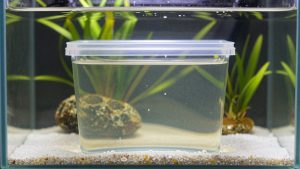 Active Substrate vs Inert Aquarium Substrate: Which Is Right for Your Home (2026)