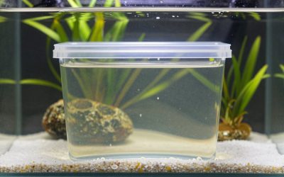 Active Substrate vs Inert Aquarium Substrate: Which Is Right for Your Home (2026)