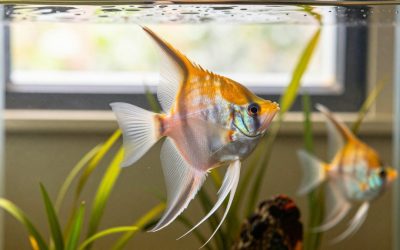 Altum Angelfish Care: Water, Tank Size and Diet