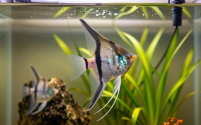 Angelfish in a Planted Aquarium: Best Plants and Setup