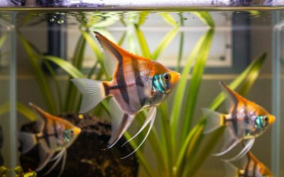 Angelfish Tank Mates: Compatible, Risky and Avoid Fish