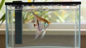 Angelfish Tank Size: Minimum Gallons for One, a Pair and a Group